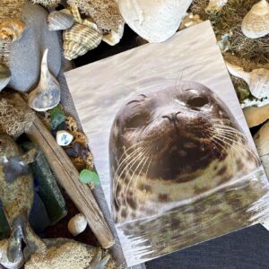Gills Bay Seal Notecards