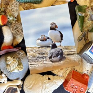 Cold Shoulder Puffin Notecards